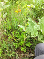 Drymocallis convallaria