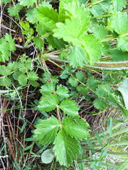 Drymocallis convallaria