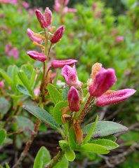 Rhododendron hirsutum