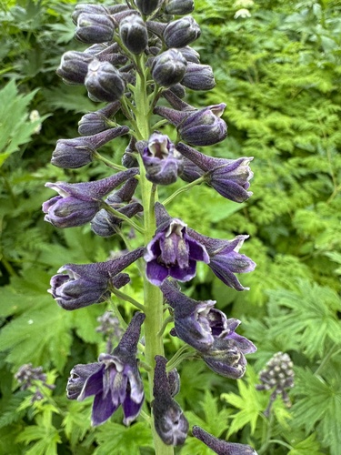 Sierra larkspur