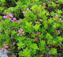 Rhododendron hirsutum