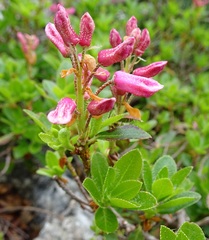 Rhododendron hirsutum
