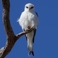 Black-Shouldered Kite photo 5