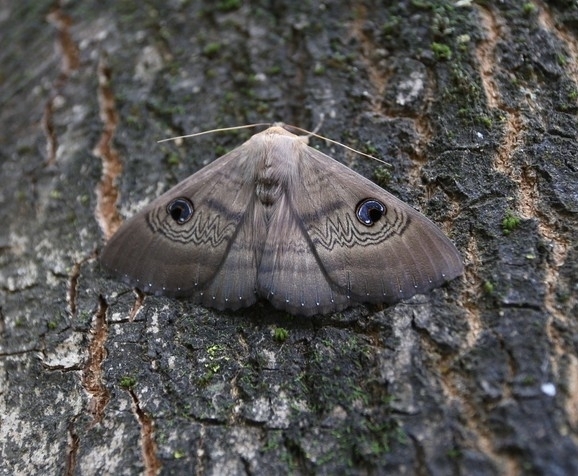 Southern Moon Moth