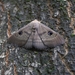 Southern Moon Moth - Photo (c) Emily Sonter, some rights reserved (CC BY-NC), uploaded by Emily Sonter