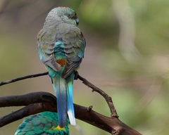 Mulga Parrot photo 2