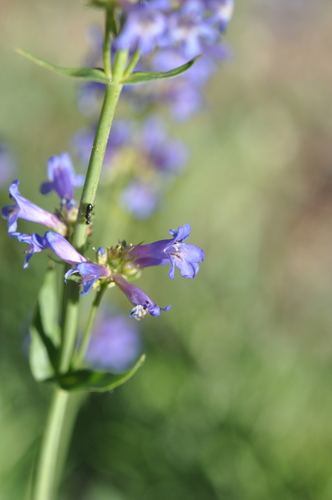 glaucous beardtongue (Penstemon euglaucus)