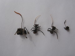 Ophiocordyceps kniphofioides