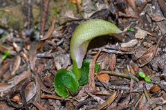 Corybas cheesemanii