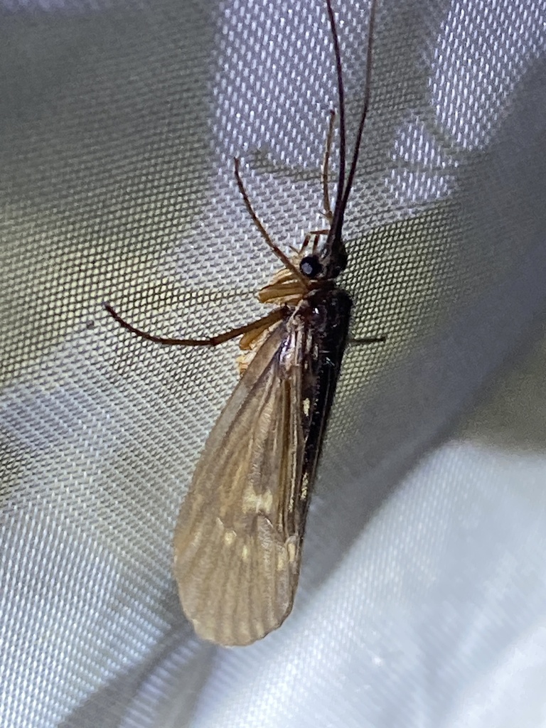 Potamophylax luctuosus