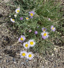 Erigeron glabellus