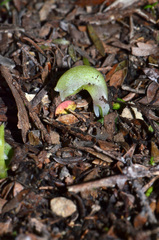 Corybas cheesemanii