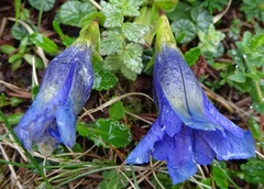 Gentiana clusii