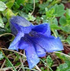 Gentiana clusii