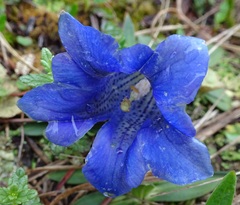 Gentiana clusii