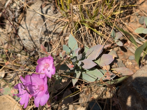 Image of Epilobium rigidum by (c) David Anderson, some rights reserved (CC BY)