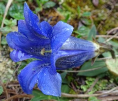 Gentiana clusii