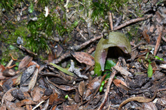 Corybas cheesemanii