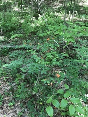 Rhododendron cumberlandense