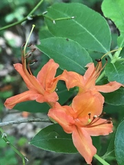 Rhododendron cumberlandense