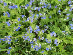 Veronica chamaedrys