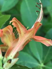 Rhododendron cumberlandense