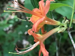 Rhododendron cumberlandense