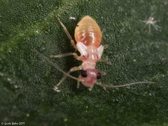 Caeciliusidae