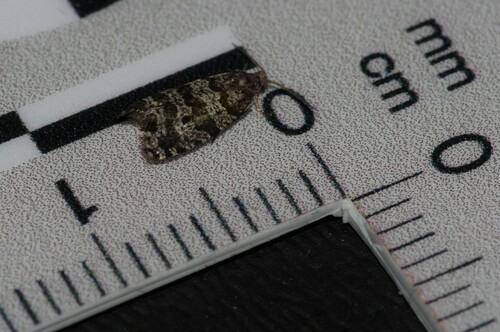 Spruce Needleminer Moth photo 2