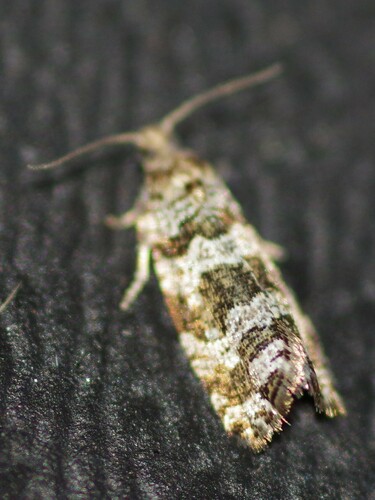 Spruce Needleminer Moth photo 5