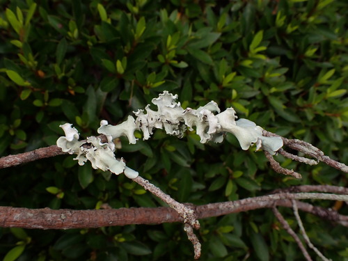 Parmotrema austrosinense