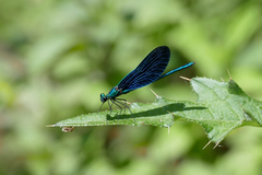 Calopteryx virgo