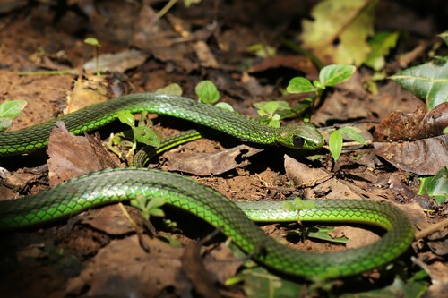 Photo of a Black-lined Green Snake (Hapsidophrys lineatus)