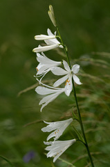 Paradisea liliastrum