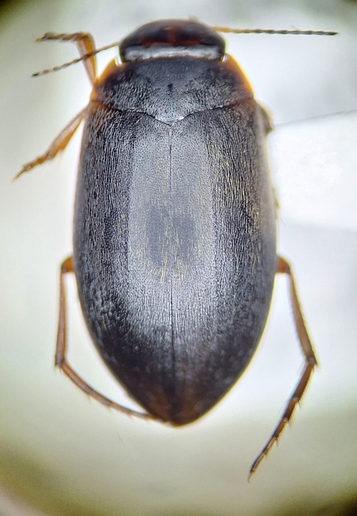 Hydroporus columbianus