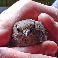 Phoenicurus ochruros