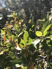 Quercus peninsularis