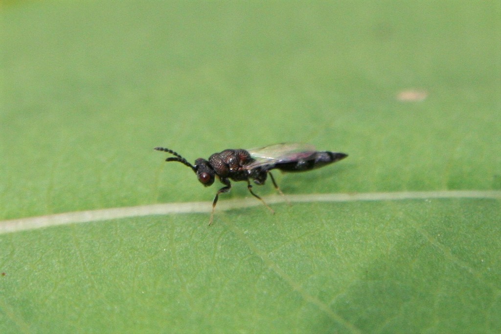 Axima