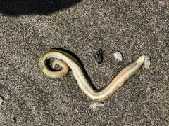 Nephtys californiensis