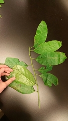 Oxydendrum