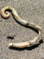 Nephtys californiensis