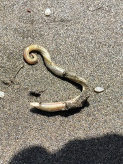 Nephtys californiensis