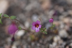 Erythranthe diffusa
