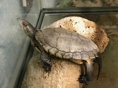 Actinemys marmorata pallida