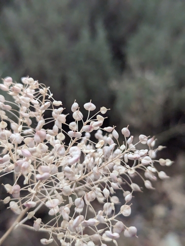 Image of Lens-Podded Hoary Cress (Lepidium chalepense) by (c) Dominic Gentilcore, some rights reserved (CC BY)