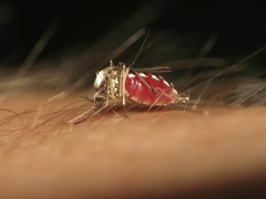 Ochlerotatus