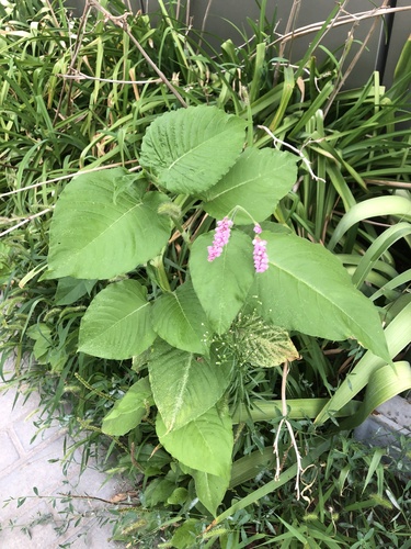 Image of Persicaria orientalis by (c) Maxim K., some rights reserved (CC BY)