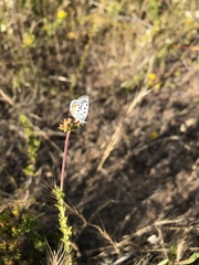 Euphilotes bernardino