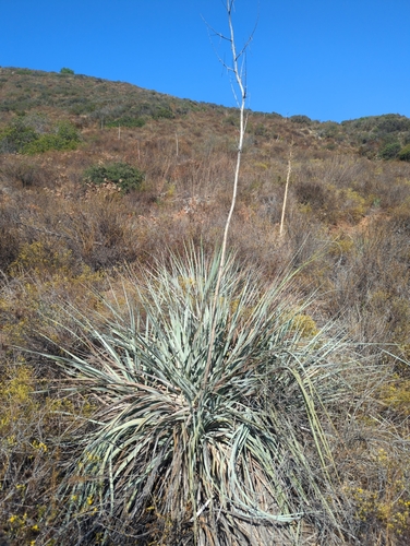 Nolina interrata