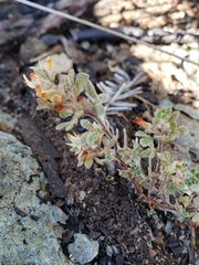 Acmispon brachycarpus